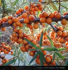 沙棘籽油2-seabuckthorn seed oil