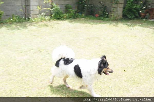 快樂放暑假   寵物寄宿旅館幫您照顧愛犬喔