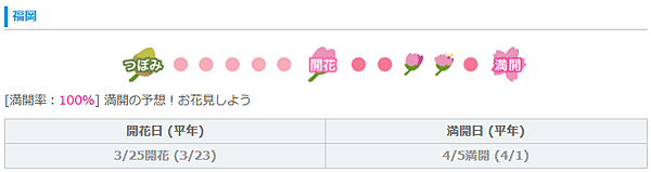 福岡櫻花開花.png