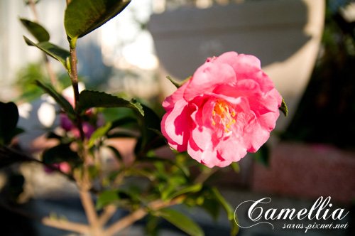 camellia01.jpg