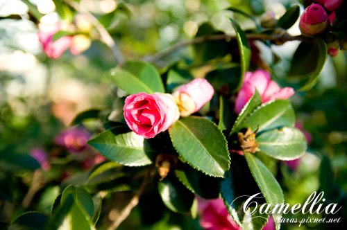 camellia02.jpg