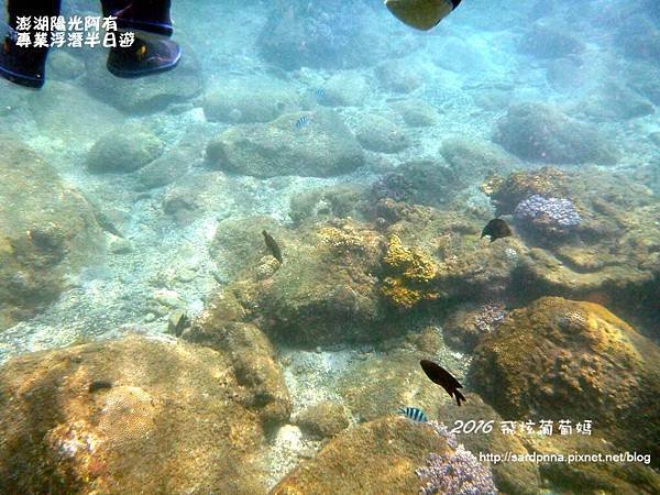 澎湖陽光阿有浮潛 SABAI B&amp;B (60).JPG