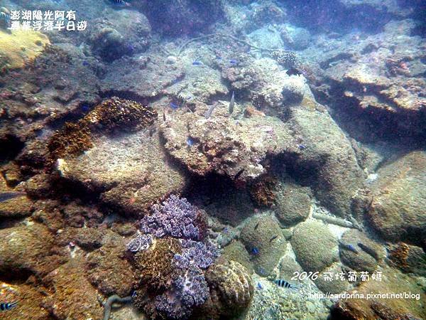 澎湖陽光阿有浮潛 SABAI B&amp;B (61).JPG