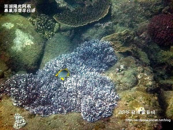 澎湖陽光阿有浮潛 SABAI B&amp;B (66).JPG