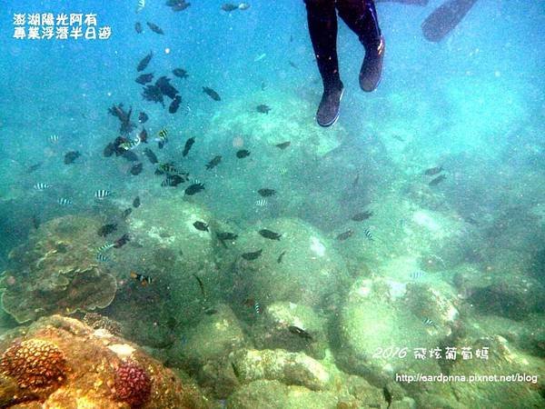 澎湖陽光阿有浮潛 SABAI B&amp;B (67).JPG