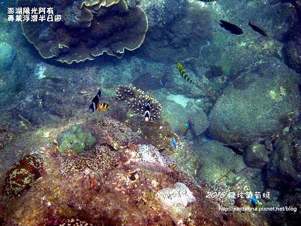 澎湖陽光阿有浮潛 SABAI B&amp;B (69).JPG