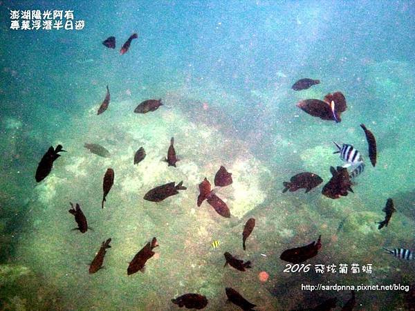 澎湖陽光阿有浮潛 SABAI B&amp;B (70).JPG