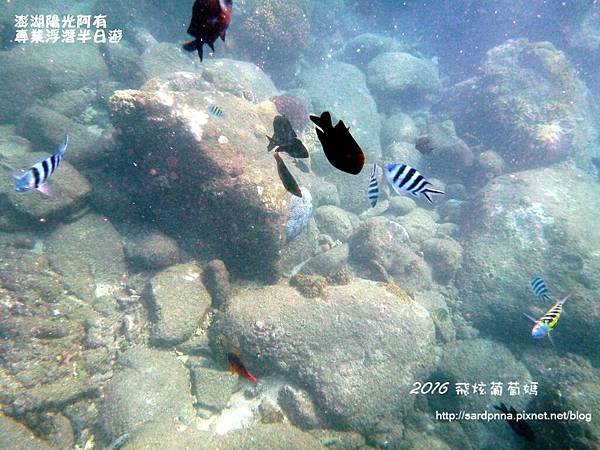 澎湖陽光阿有浮潛 SABAI B&amp;B (72).JPG