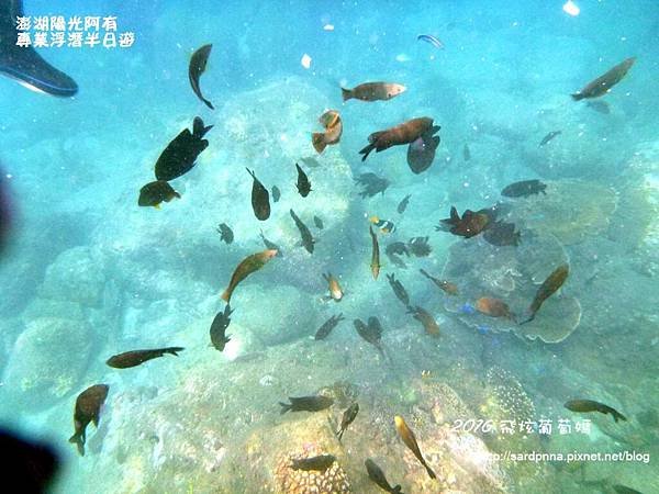 澎湖陽光阿有浮潛 SABAI B&amp;B (78).JPG