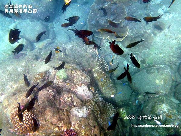 澎湖陽光阿有浮潛 SABAI B&amp;B (80).JPG