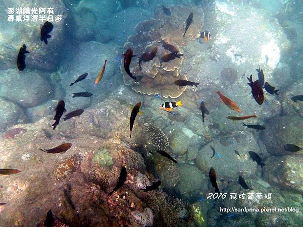 澎湖陽光阿有浮潛 SABAI B&amp;B (81).JPG