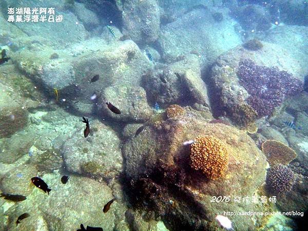 澎湖陽光阿有浮潛 SABAI B&amp;B (83).JPG