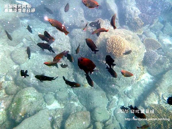 澎湖陽光阿有浮潛 SABAI B&amp;B (84).JPG