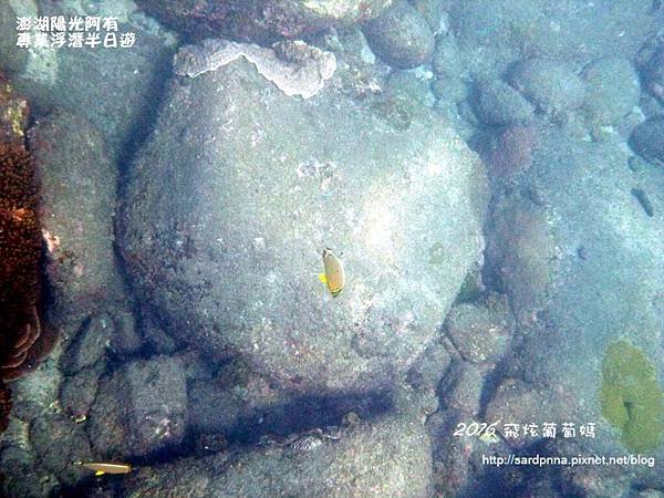 澎湖陽光阿有浮潛 SABAI B&amp;B (88).JPG