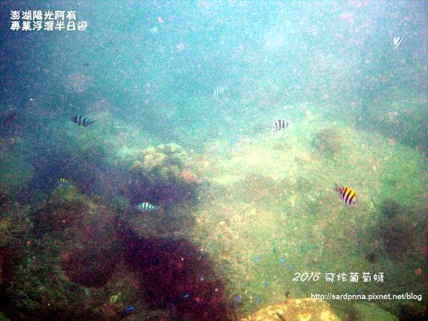 澎湖陽光阿有浮潛 SABAI B&amp;B (89).JPG