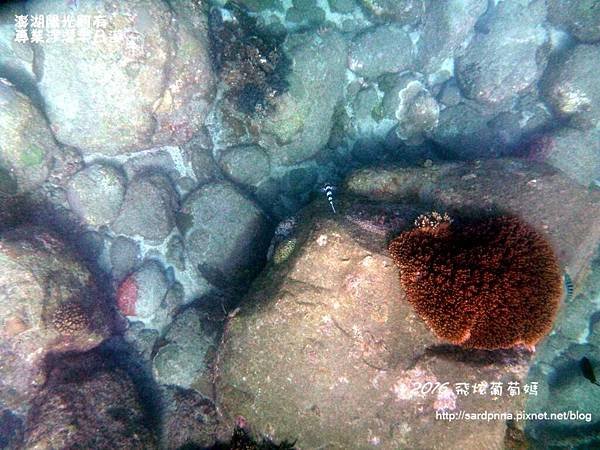 澎湖陽光阿有浮潛 SABAI B&amp;B (94).JPG