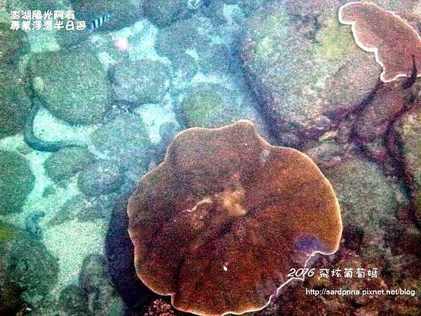 澎湖陽光阿有浮潛 SABAI B&amp;B (101).JPG