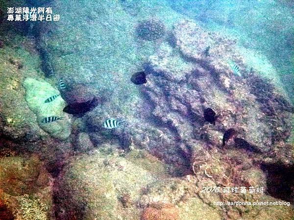 澎湖陽光阿有浮潛 SABAI B&amp;B (102).JPG