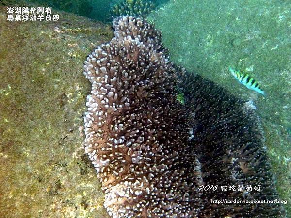 澎湖陽光阿有浮潛 SABAI B&amp;B (105).JPG