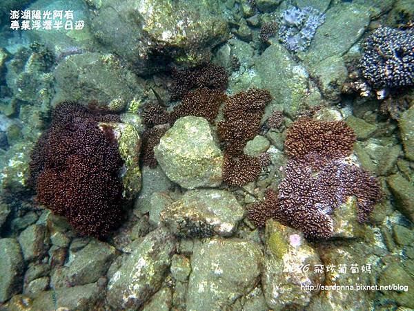 澎湖陽光阿有浮潛 SABAI B&amp;B (106).JPG