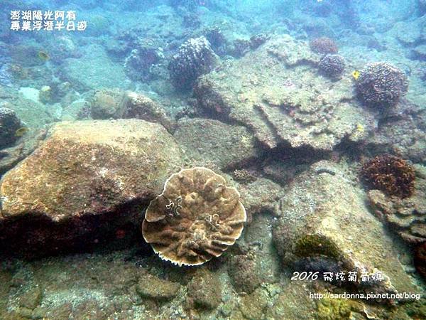 澎湖陽光阿有浮潛 SABAI B&amp;B (107).JPG