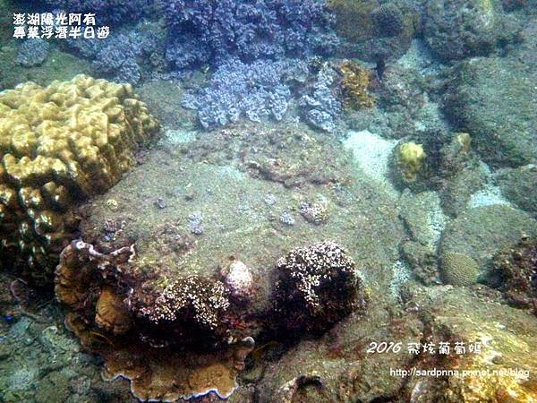 澎湖陽光阿有浮潛 SABAI B&amp;B (108).JPG