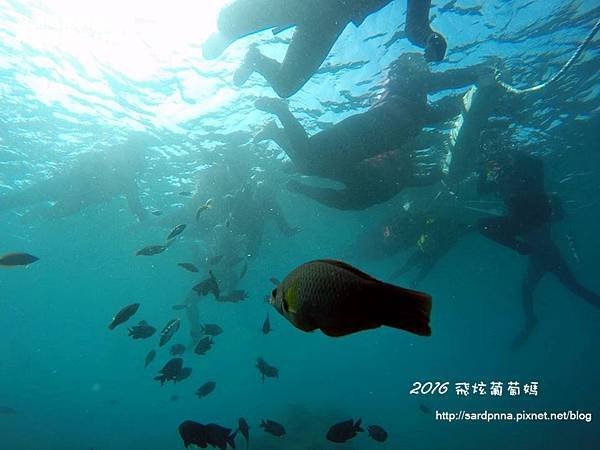 澎湖陽光阿有浮潛 SABAI B&amp;B (128).jpg