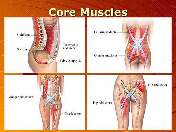 Anatomy-Core-Muscles.jpg