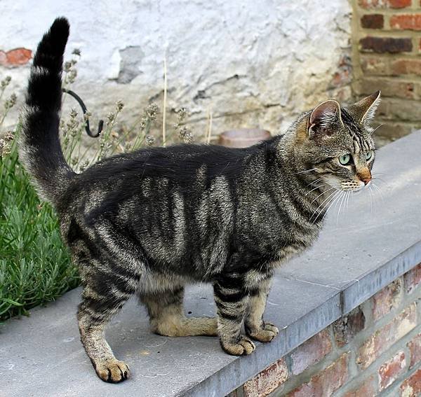 cat-long-tail.jpg