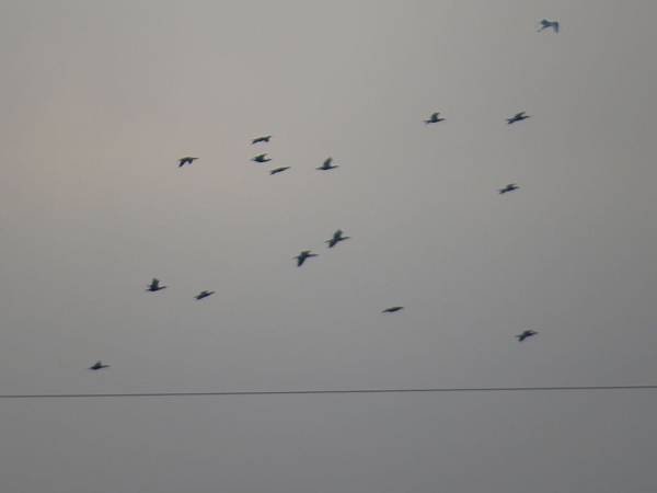 IMG_6533.JPG
