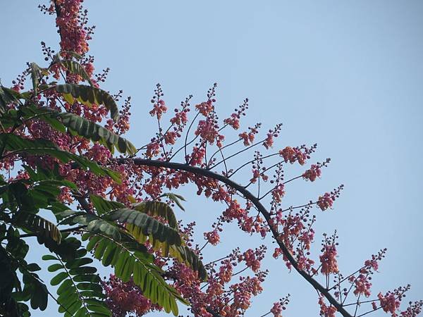 IMG_8055.JPG