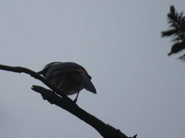 IMG_8626.JPG