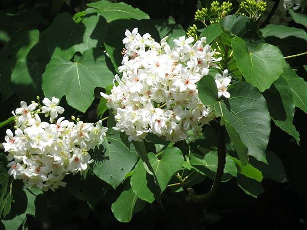 IMG_8939.JPG