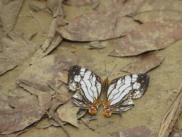 IMG_0985.JPG