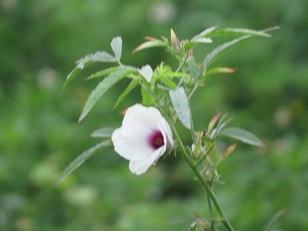 IMG_4078.JPG