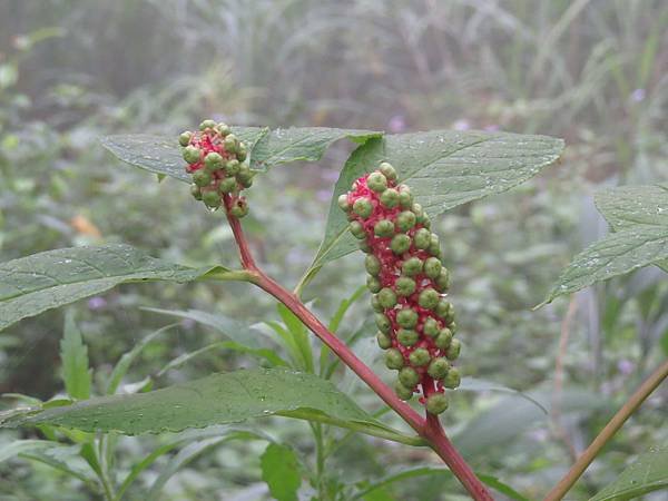 IMG_4407.JPG