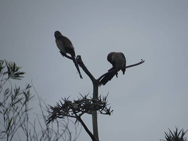 IMG_4673.JPG