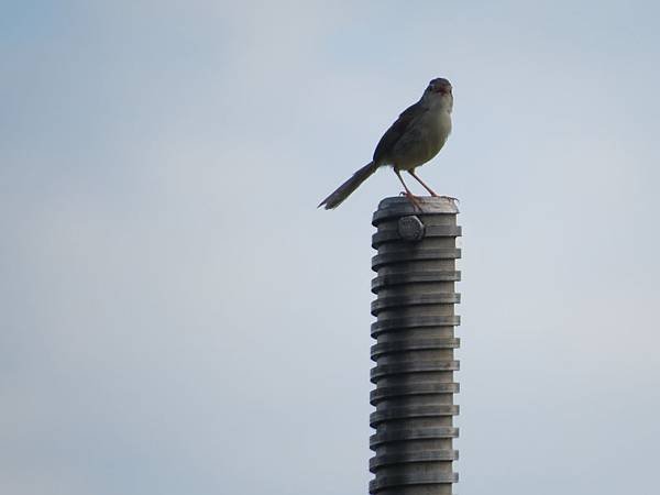 IMG_2253.JPG