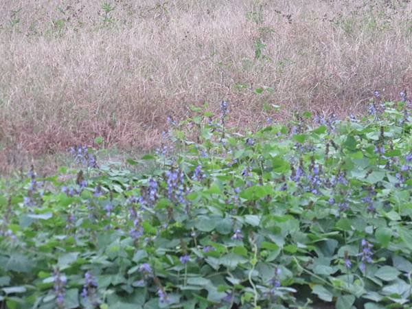 IMG_3123.JPG