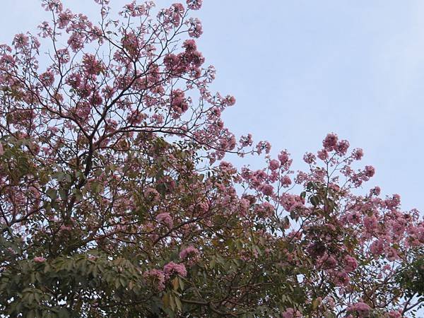 IMG_7238.JPG