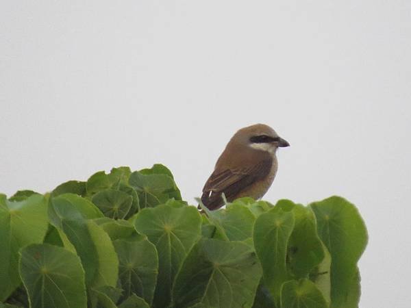 IMG_8958.JPG