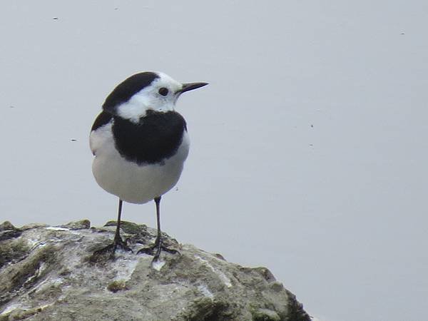 IMG_9074.JPG