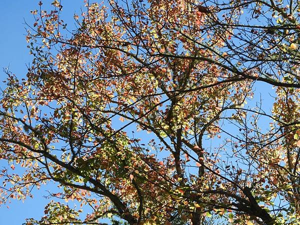 DSCN0137.JPG