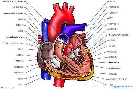 心臟解剖圖