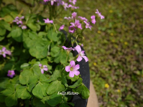 P1000383-1.JPG