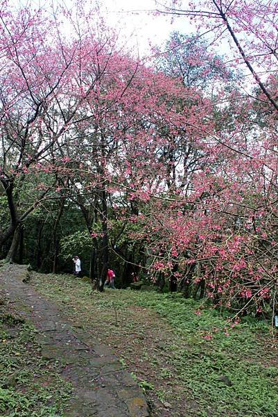 2012.02.12 大尖山尋櫻