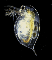 220px-Daphnia_pulex.png