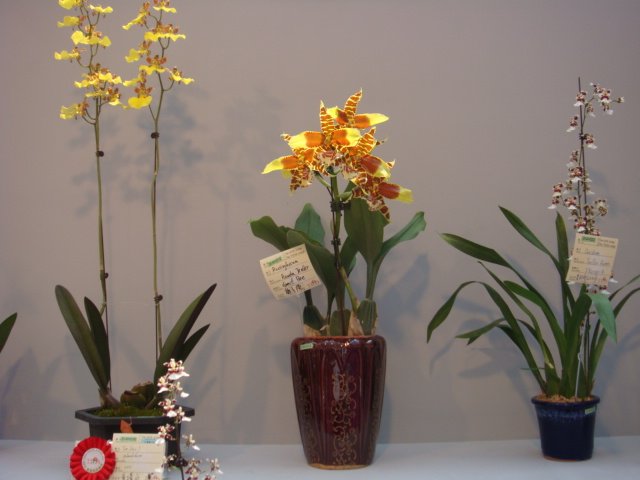 DSC05710