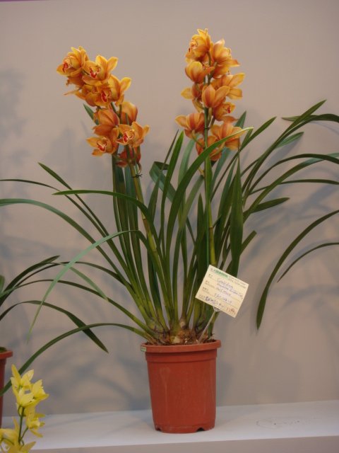 DSC05716