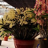 DSC05750